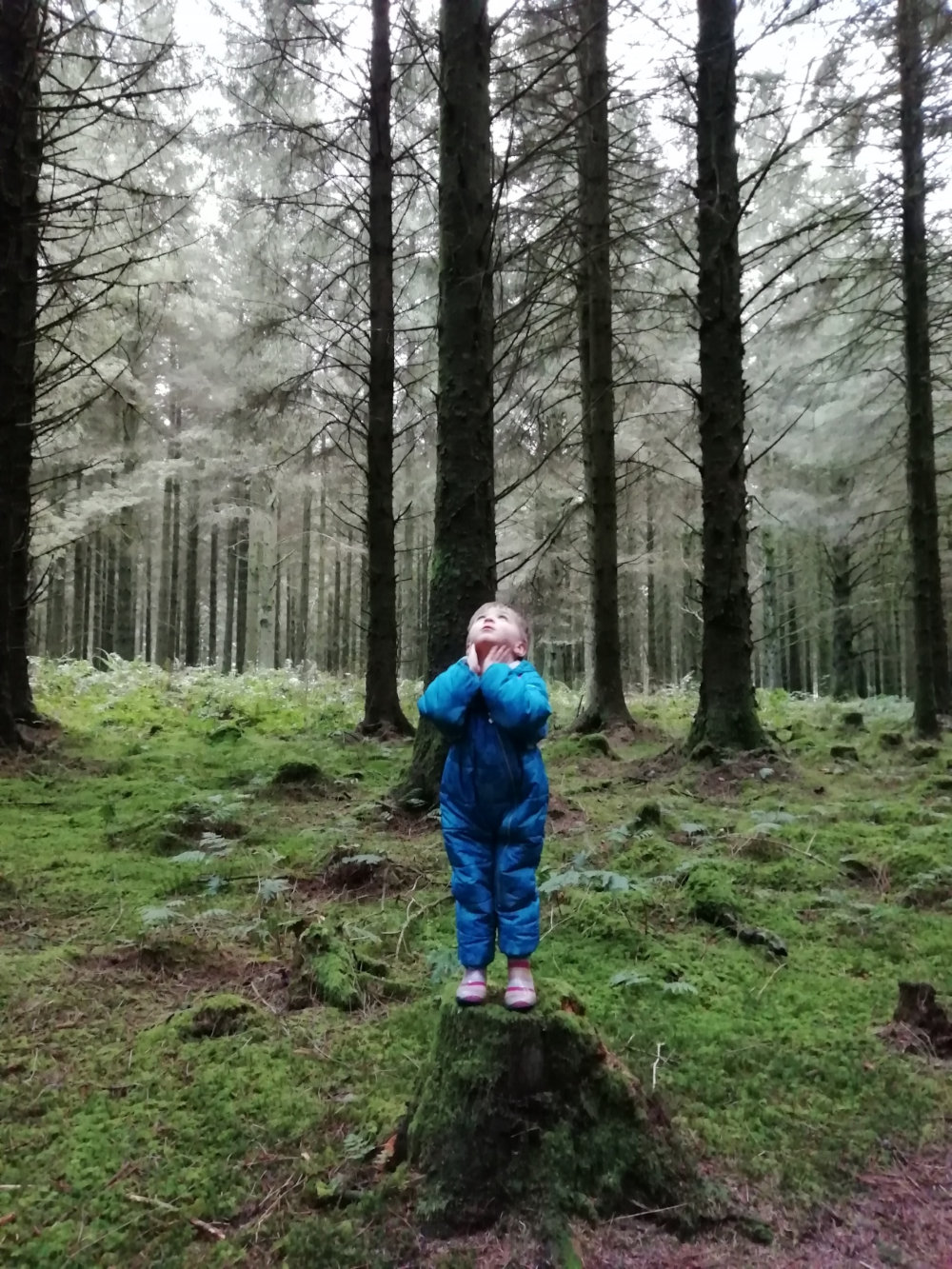 Small child on tree stump bathing in glory of coniferous forest