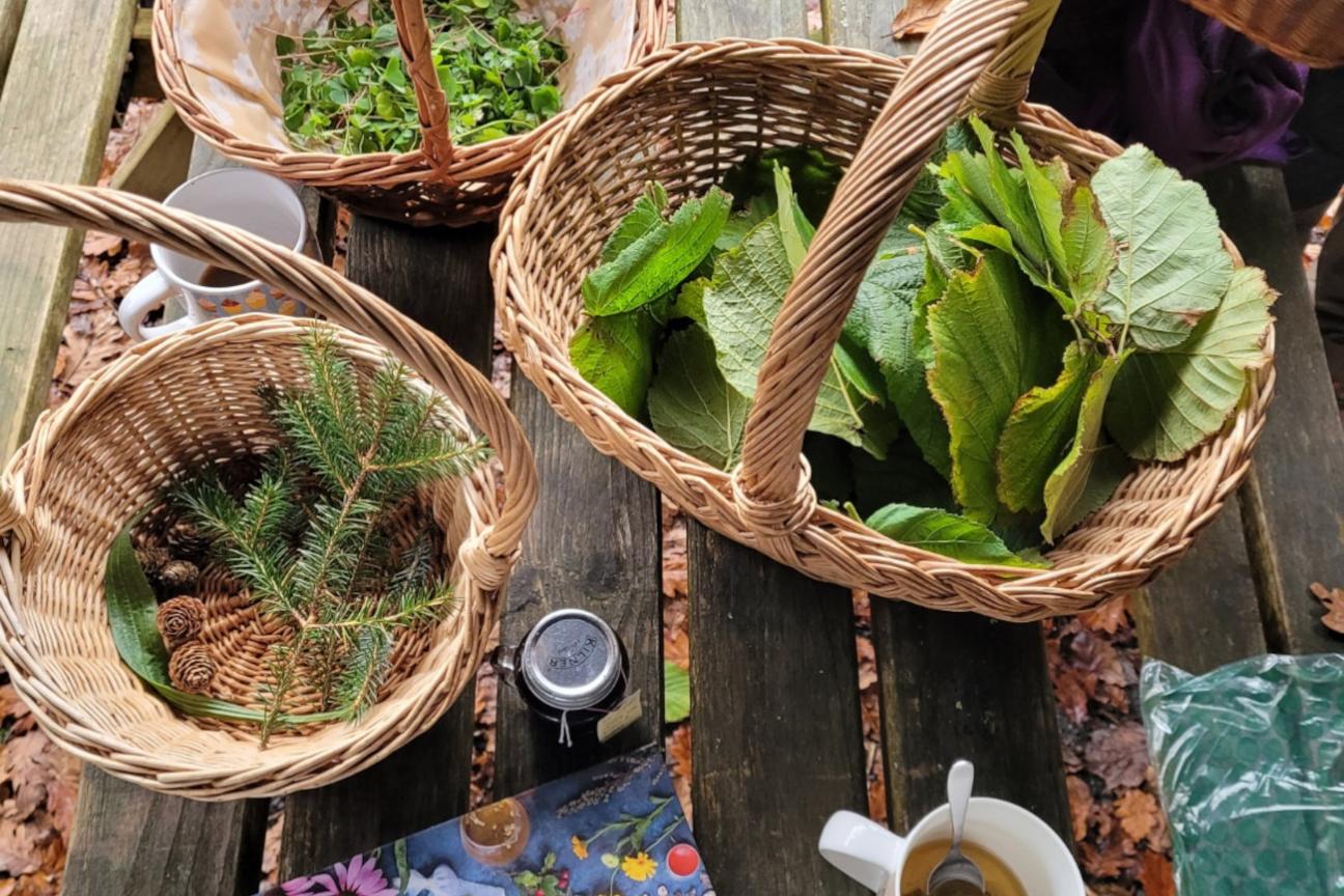 Foraged wild edibles in foraging baskets and recipes