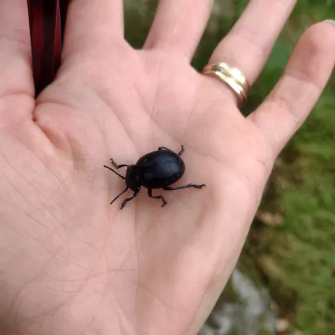 Outstretched hand facing upwards with dor beatle sat on palm