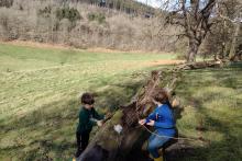 Children role playing with hand made bow & arrow and climbing trees